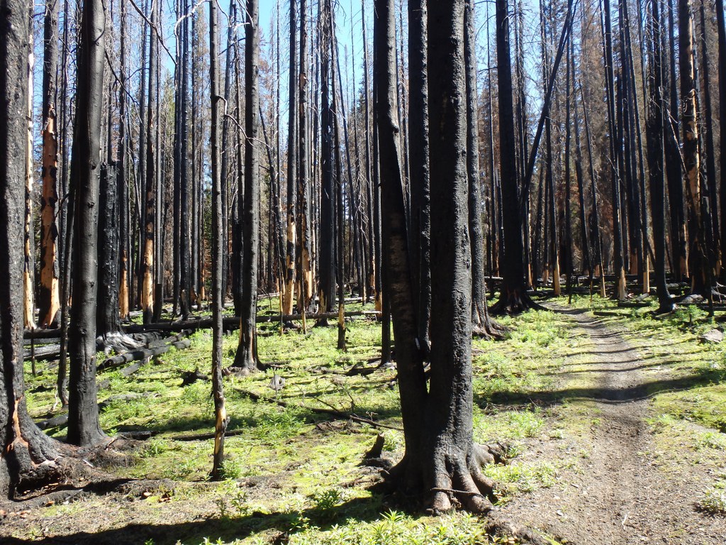 Howard Creek — Washington Trails Association